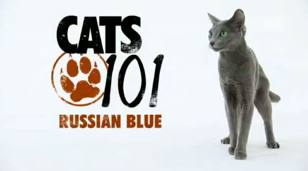 Cats 101 - Russian Blue 