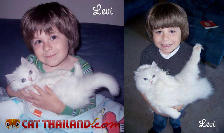 Levi (persian cat)  and  max