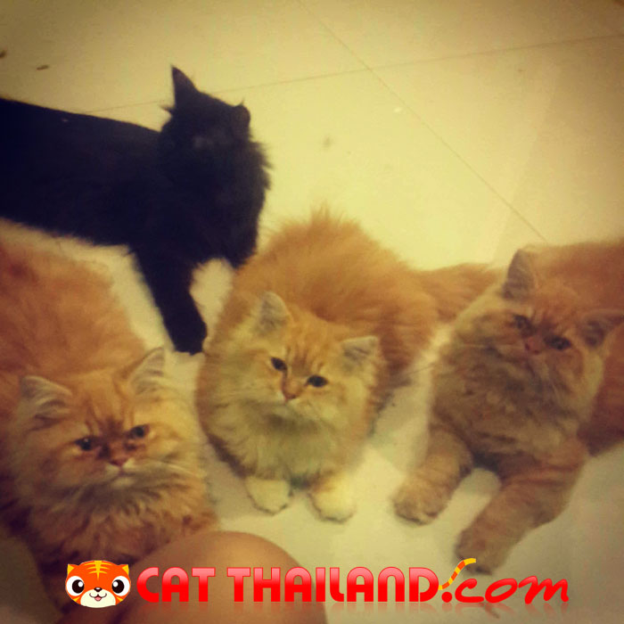 numwhan&CAT