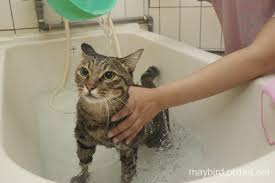 เคล็ดลับง่ายๆ วิธีอาบน้ำแมว