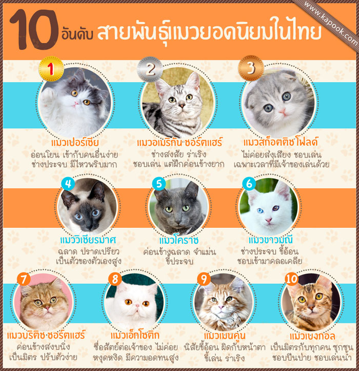 10 สายพันธุ์แมวยอดนิยมในไทย