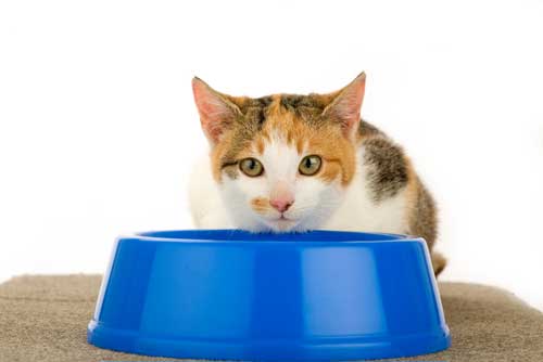 5 โรคพึงระวัง หากแมวมีพฤติกรรมการกินผิดปกติ