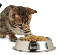 ชนิดของอาหารแมวมีกี่ประเภททราบหรือยังค่ะ