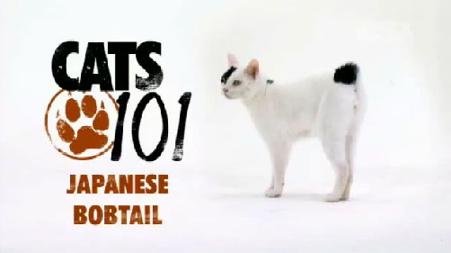 Japanese Bobtail (แมวหางกุดญี่ปุ่น)