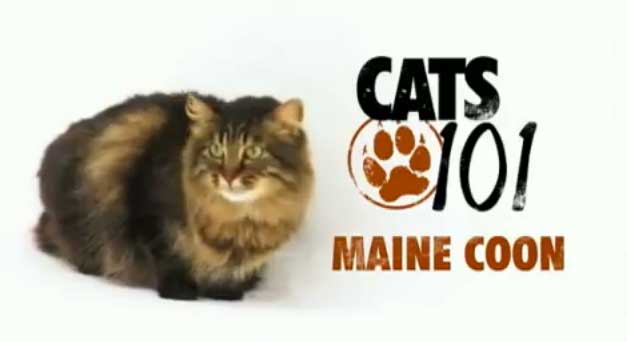 Maine Coon (แมวเมนคูน) (AnimalPlanetTV)