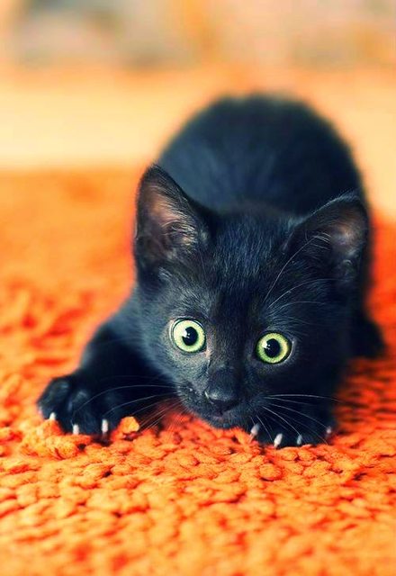 ชม 27 ภาพน่ารักน่าชัง ที่ยืนยันว่า แมวสีดำ นั้นก็น่ารักไม่แพ้แมวสีอื่นๆเลยนะ!!