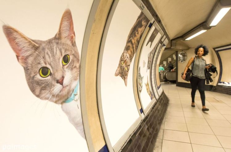 องค์กรระดมทุนช่วยแมว เหมาซื้อพื้นที่รถไฟใต้ดินเป็นภาพ เหล่าแมวจรจัด หวังช่วยหาบ้าน!!