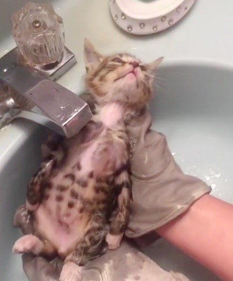 ชมความน่ารักของเจ้า รูเพิร์ต ลูกแมวตัวน้อยที่นอนชิวๆ ให้มนุษย์ช่วยอาบน้ำสบายตัวจัง!!