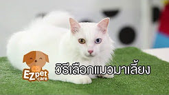 EZ pet care [by Mahidol] วิธีการเลือกน้องแมวมาเลี้ยง