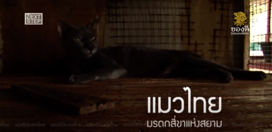 สารคดี ของดีประเทศไทย ตอน แมวไทย มรดกสี่ขาแห่งสยาม
