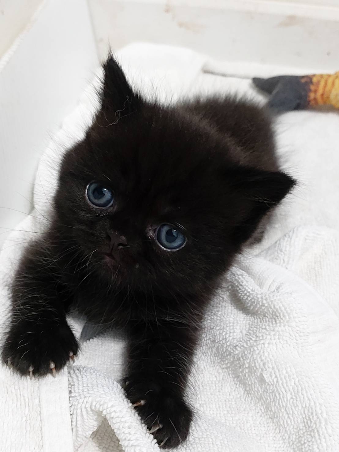 ลูกแมวเปอร์เซียเพศผู้สีน้ำตาลดำ