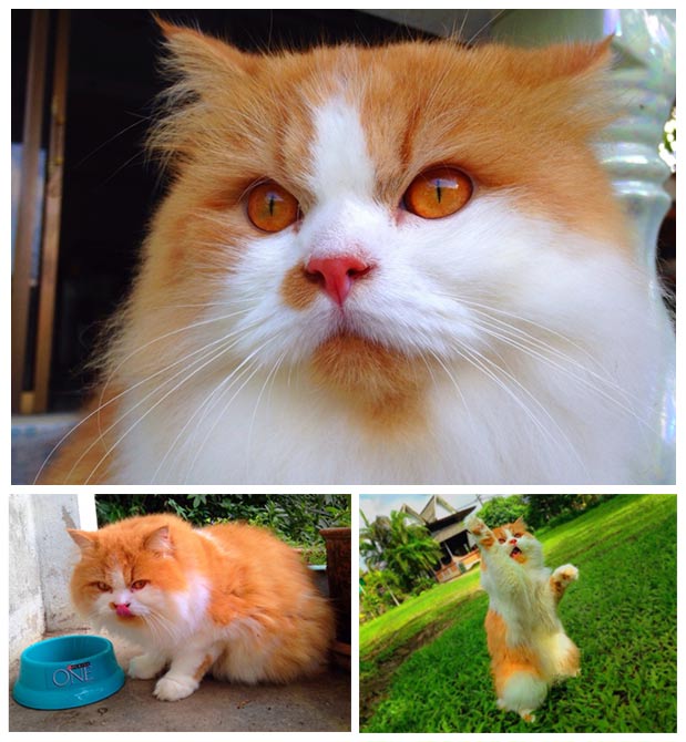 ท้าพิสูจน์! แมวสุขภาพดีเปลี่ยนแปลงได้จริงใน 30 วัน 