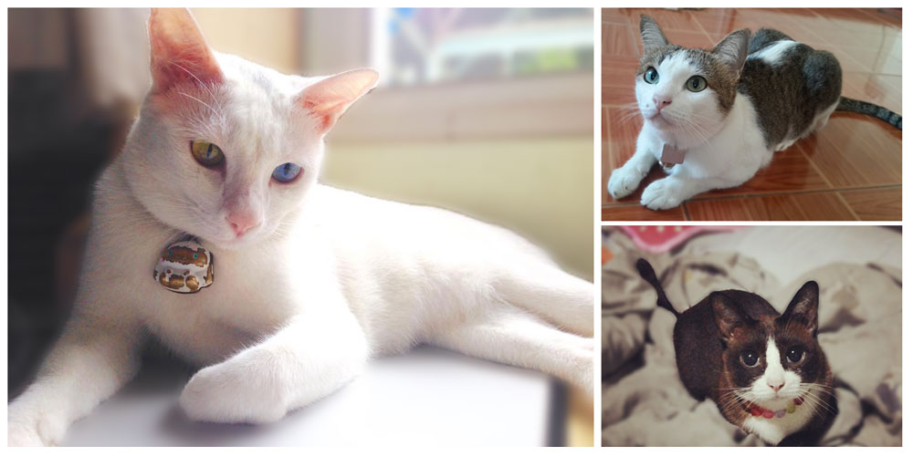 ท้าพิสูจน์! แมวสุขภาพดีเปลี่ยนแปลงได้จริงใน 30 วัน 