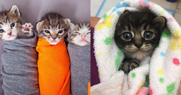 #purrito เทรนด์ใหม่สุดฮิตในสไตล์เหมียว ๆ อบอุ่นน่ารักฝุด ๆ
