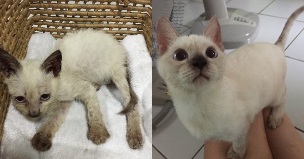 ชวนดูวิวัฒนาการ จากลูกแมวข้างกองขยะสู่ปัจจุบัน