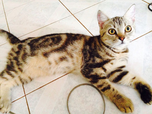 ทำความรู้จัก American Shorthair ?