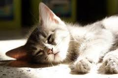 โรคไข้หัดแมว (feline panleucopenia)