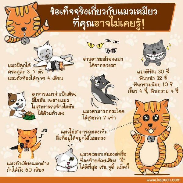 ข้อเท็จจริงเกี่ยวกับแมวเหมียว ที่คุณอาจไม่เคยรู้!