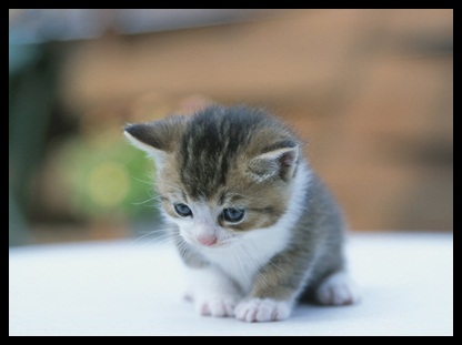 ผลกรรม ของการฆ่าแมว