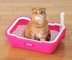 เลือกทรายและห้องน้ำแมว ดีอย่างไร