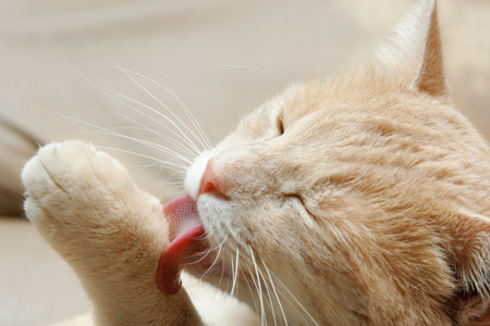 ไขข้อข้องใจ...เหตุใดแมวถึงเลียขน (โลกสัตว์เลี้ยง)