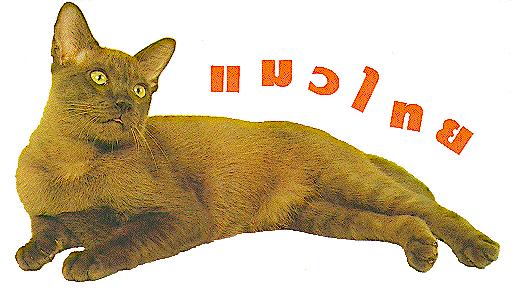 แมวไทย