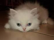 เมื่อแมวท้องเสีย...จะเป็นอะไรมากไหมนะ ? (Cat Magazine)