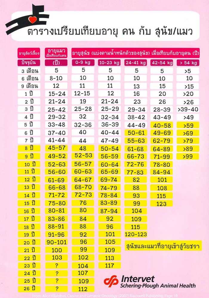 ตารางเปรียบเทียบอายุ คน กับแมวเหมียว