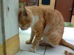 เหมียว...ก็เครียดเป็นนะจ๊ะ