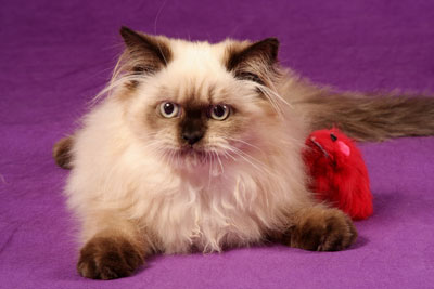 แมวหิมาลายัน (Himalayan Cat)