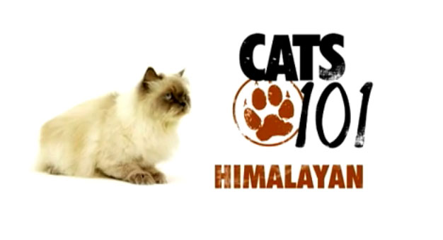Himalayan (หิมาลายัน)