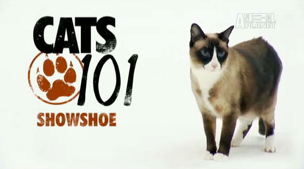 Snowshoe (แมวสโนว์ชู)