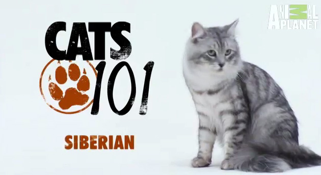 Siberian (ไซบีเรียล)