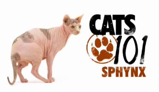 แมวสฟิงซ์ (Sphynx)