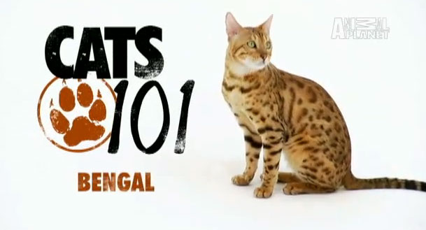 แมวเบงกอล (bengal)