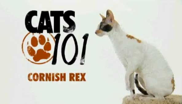 Cornish Rex (เดวอน เร็กซ์)