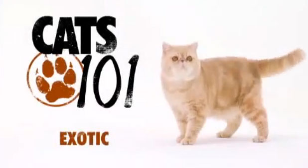 Exotic (เอ็กโซติค)