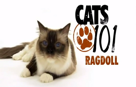 แร็กดอลล์ (Ragdoll)