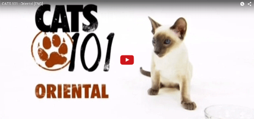 แมวสายพันธุ์ Oriental Shorthair