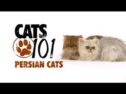 Persian (เปอร์เซีย) 