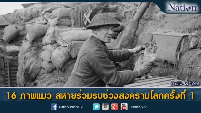 16 ภาพแมว สหายร่วมรบช่วงสงครามโลกครั้งที่ 1