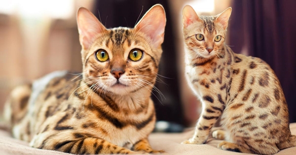 มารู้จัก แมวเบงกอล (bengal) เสือตัวน้อยที่น่ารักทั้งหน้าตาและนิสัย