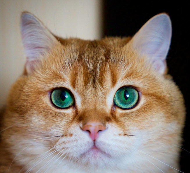 น่ารักไม่เบา เจ้า Hosico เหมียวอ้วนตาโต เห็นแล้วอยากกอดเลย