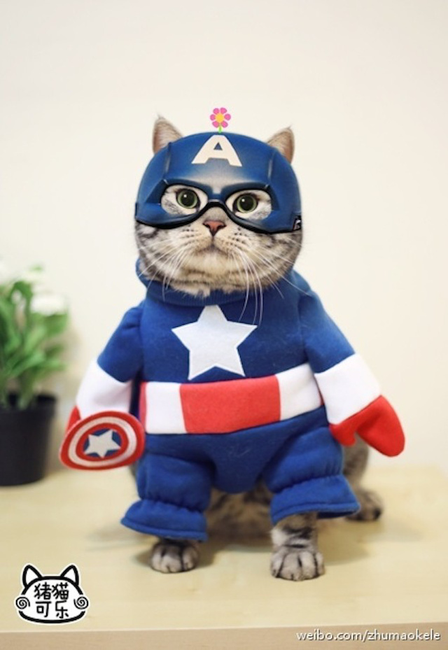 มนุษย์หลบไป๊!! โฉมหน้าของเหล่า Avengers เวอร์ชั่น แมวเหมียว เป็นนักแสดงนำ น่ารักสิงานนี้