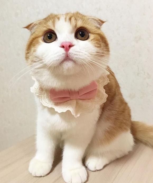 ยลโฉม Nana แมวเหมียวหน้าตาสุดแบ๊ว ส่งตรงจากแดนกิมจิ น่ารักมุ้งมิ้งอะไรปานนั้น!!