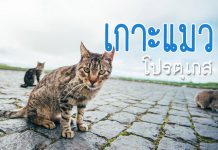 น้องเหมียวที่น่ารักๆ ไม่แพ้เกาะแมวญี่ปุ่นเลย.