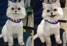 Sailor เซเลปเหมียวรัสเซียหน้าง่วง 