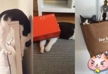ทำความรู้จัก Kitty เจ้าแมวที่ซนนรกแตก เปลี่ยนเจ้านายมาแล้ว 5 คน กว่าจะเจอคนที่ถูกใจทำความรู้จัก Kitty เจ้าแมวที่ซนนรกแตก เปลี่ยนเจ้านายมาแล้ว 5 คน กว่าจะเจอคนที่ถูกใจ