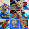 เจ้าของแมวร้องทุกข์ พบซากแมวถูกฆ่า 20 ตัว หลังชายคนหนึ่งขอไปเลี้ยง