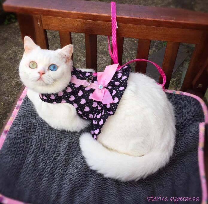 พบกับ Starina น้องเหมียวตาสองสี ผู้นำเทรนด์แฟชั่นใน IG เห็นครั้งแรกก็รักเลย